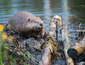 Beaver Control
