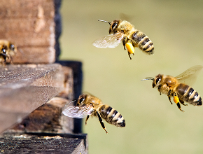 Bee & Wasp Control