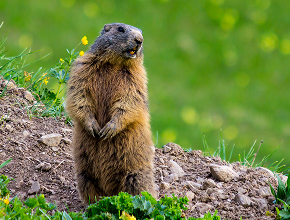 Groundhog Removal