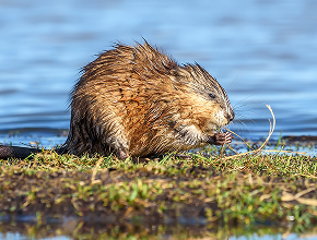 Muskrat Removal