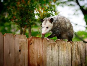 Opossum Removal