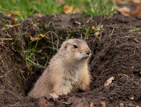Prairie Dog Removal
