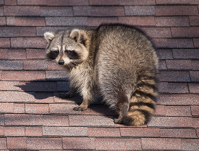 Raccoon Removal