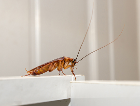 Cockroach Control