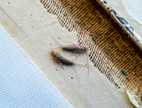 Silverfish Control
