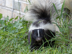 Skunk Removal