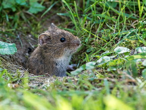 Vole Control