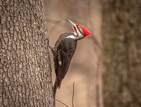 Woodpecker Removal