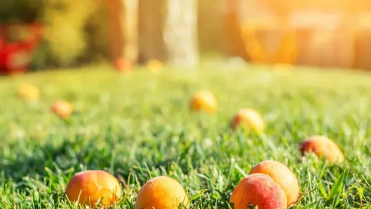 Fallen Fruit