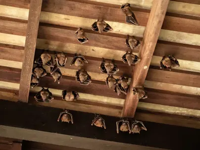 bats hanging on the ceiling