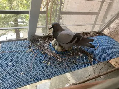 a pigeon creating a nest by the window