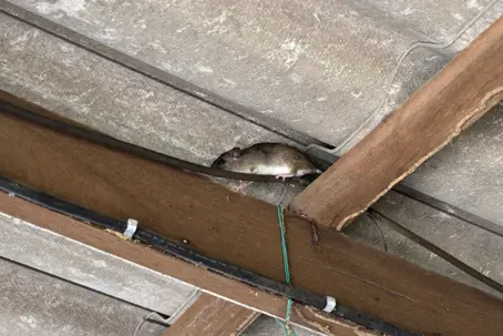 a rat in the attic