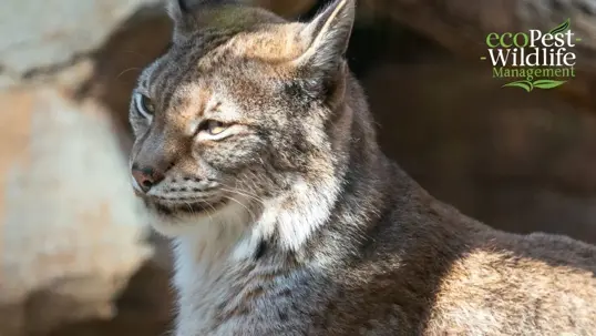 bobcat