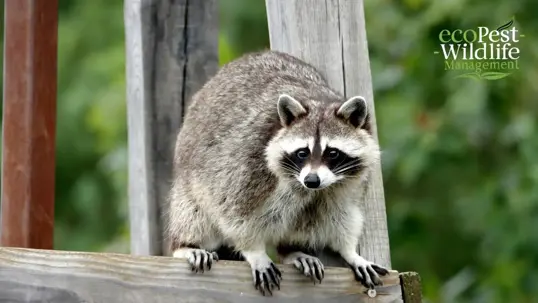 racoon
