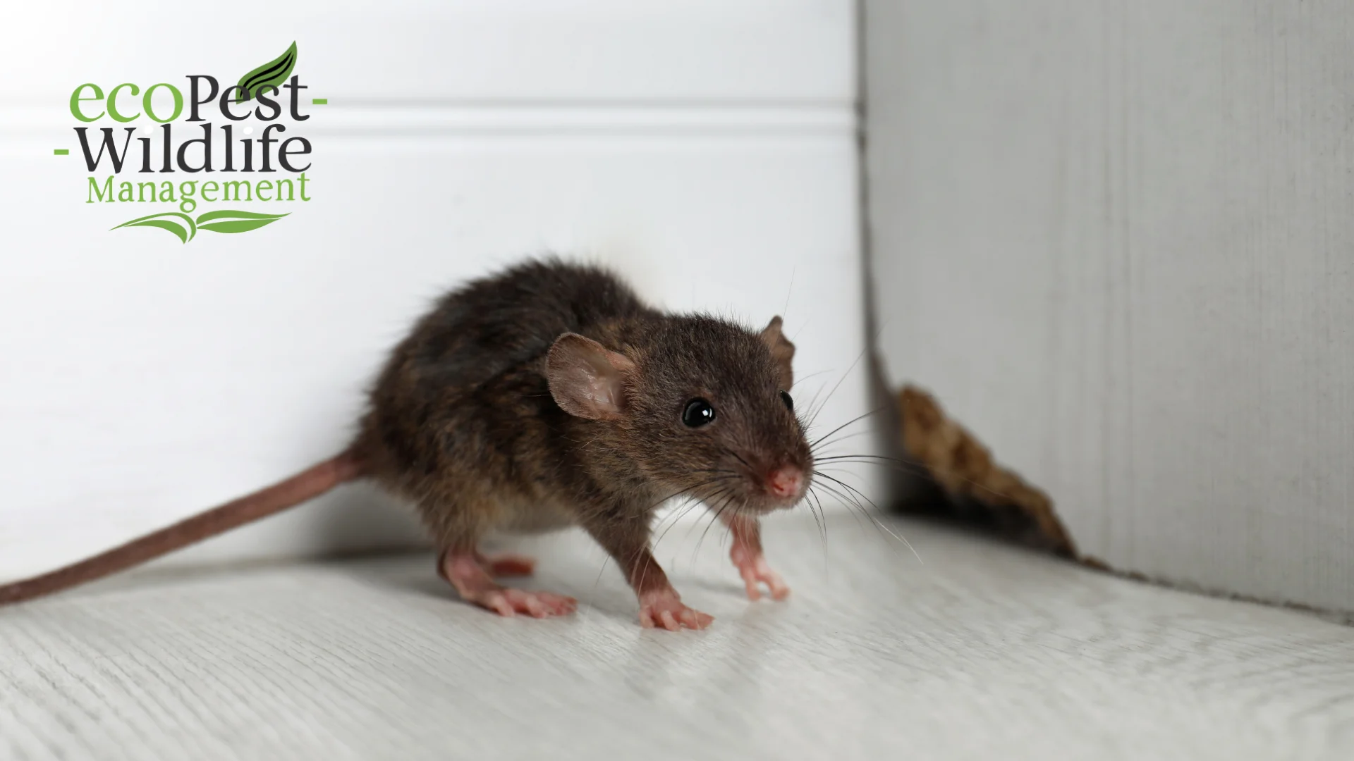 The Homeowner’s Guide to Identifying Rodent Entry Points
